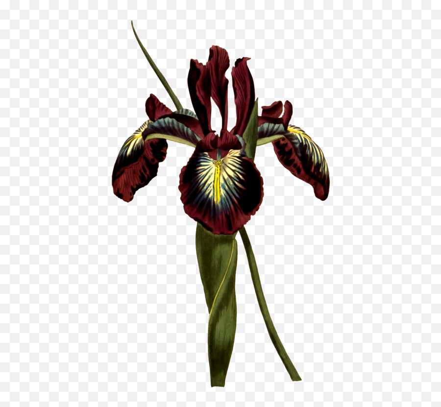 Png Clipart - Royalty Free Svg Png Iris Latifolia,Botanical Png