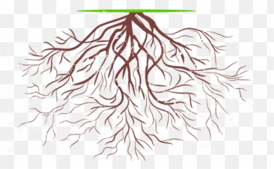 Root 2 Rise - Coaching png