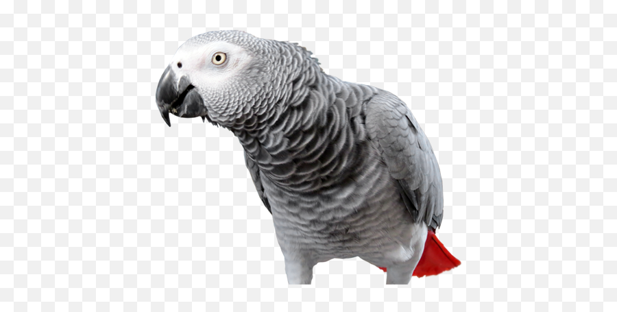 Download African Grey Parrot - African Grey Parrot Png,Parrot Transparent