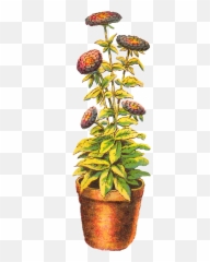 Antique Images Free Flower Chrysanthemum Download Potted - Houseplant Png,Chrysanthemum Png