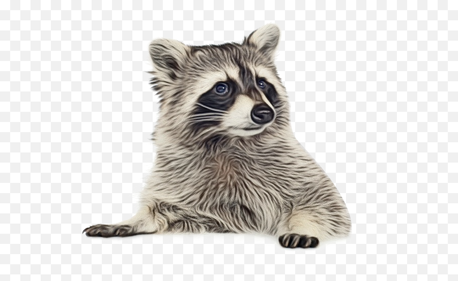 Raccoon Portable Network Graphics Clip - Transparent Background Raccoon Png,Raccoon Transparent Background