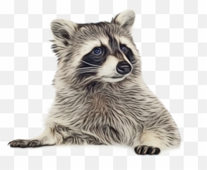 Raccoon Portable Network Graphics Clip - Transparent Background Png
