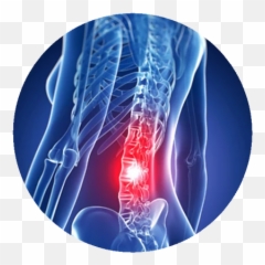 Back Pain Sportswise - Columna Vertebral Imagenes 3d Png,Pain Png