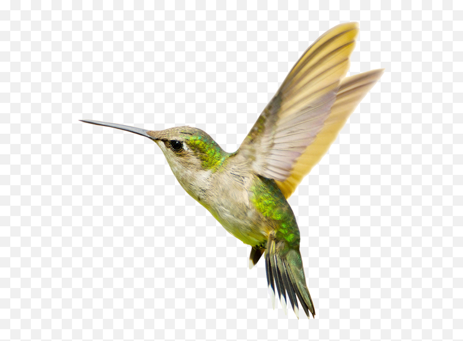 Hummingbird Png Transparent Free Images - Hummingbirds Png,Hummingbird Png