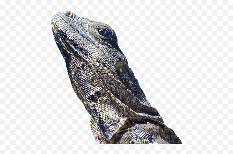 Scale Reptile Animal World - Wrinkly Lizards Png,Lizard Transparent