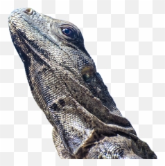 Scale Reptile Animal World - Wrinkly Lizards png