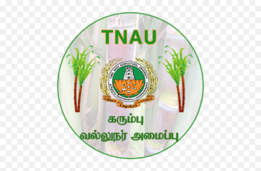 Sugarcane Expert System - Tamil Nadu Agricultural University Png,Sugarcane Png