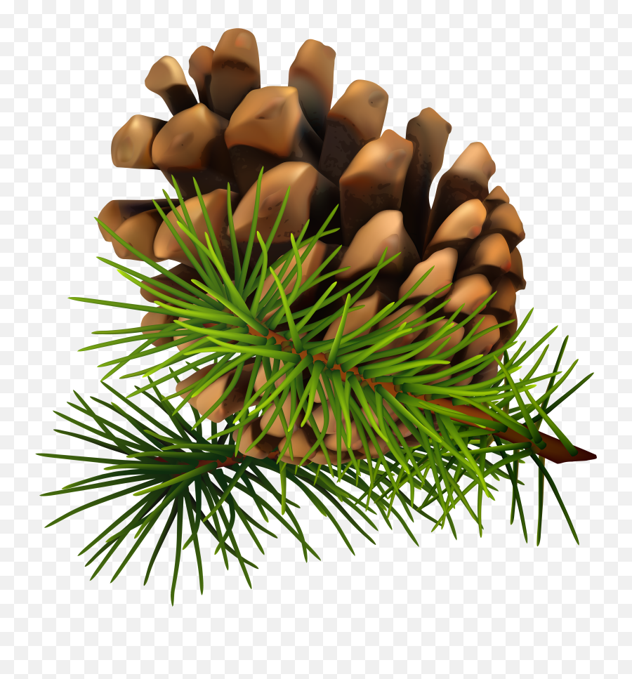 Free Pine Branch Png Download - Christmas Pine Cone Png,Pine Branch Png