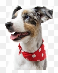 Pet Trading Cards Toki Poki - Dog Clothes Png,Australian Shepherd Icon