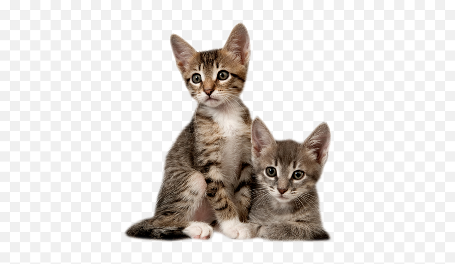 Transparent Png Images Icons And Clip Arts - Cat And His Baby,Kitten Transparent Background