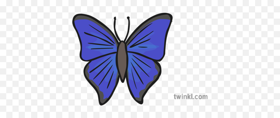 Blue Butterfly Illustration - Twinkl Lycaena Png,Blue Butterflies Png