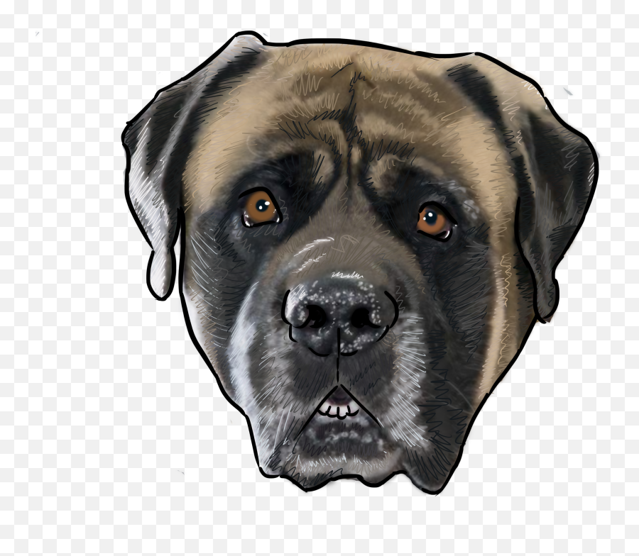 Why Are You A Dog - Mastiff Dog Face Transparent Cartoon English Mastiff Png,Dog Face Png