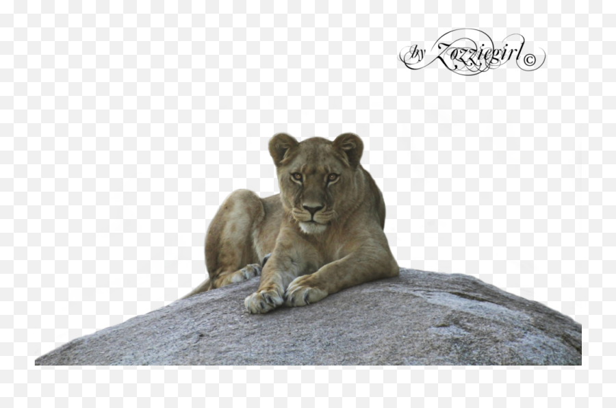 Js25 Lion And Lioness Picture 7888 Kb Png