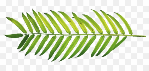 Palm Fronds Tree Clipart Ferns Leaves Nature Polyvore - Watercolor Leaf Transparent Background png