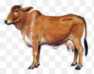 Cow Clipart Free Download - A2 Milk png