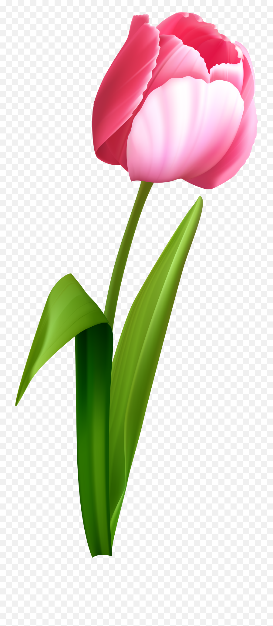 Pink Roses Bouquet Png Clipart Picture - Transparent Background Tulip Clip Art,Tulip Png