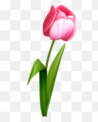 Pink Roses Bouquet Png Clipart Picture - Transparent Background Tulip Art