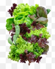 Mesclun Lettuce Seeds Lactuca Sativa - Mesclun Lettuce Png,Lettuce Png