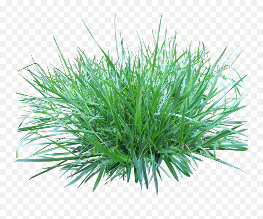 Texture Grass Png Clipart - Ornamental Grass Png,Tall Grass Png