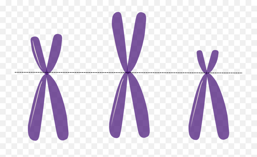 Chromosomes Genetics Metacentric - Difference Between Chromosomes And Chromatids Png,Chromosome Png