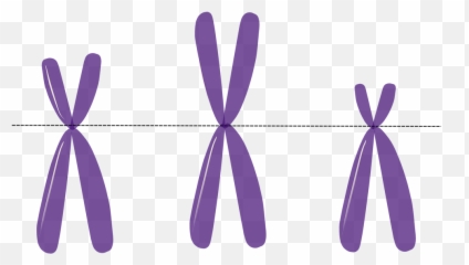Chromosomes Genetics Metacentric - Difference Between And Chromatids png