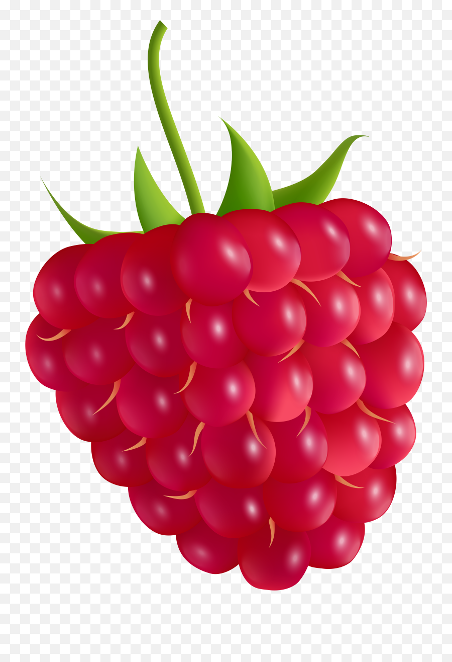 Library Of Svg Freeuse Raspberry Png - Raspberry Clipart Png,Raspberries Png