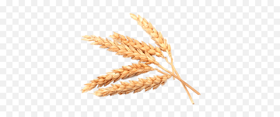 Spikes Of Wheat Transparent Png - Stickpng Flour Wheat Png,Spike Png
