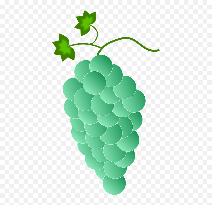 Green Grapes Clipart Free Download Transparent Png Creazilla - Pink Grapes Vector Png,Grape Png