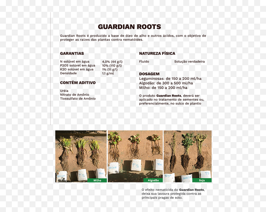 Guardian Roots Fertibean - Palm Tree Png,Roots Png