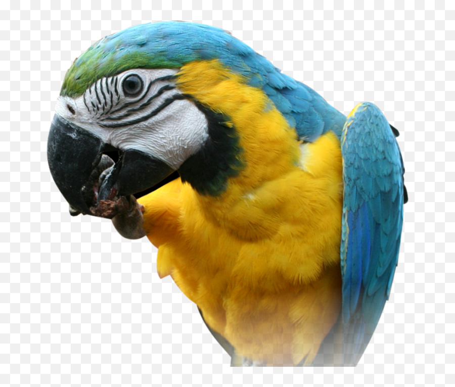 Macaw Parrot Transparent Images - Blue And Yellow Macaw Head Png,Parrot Transparent