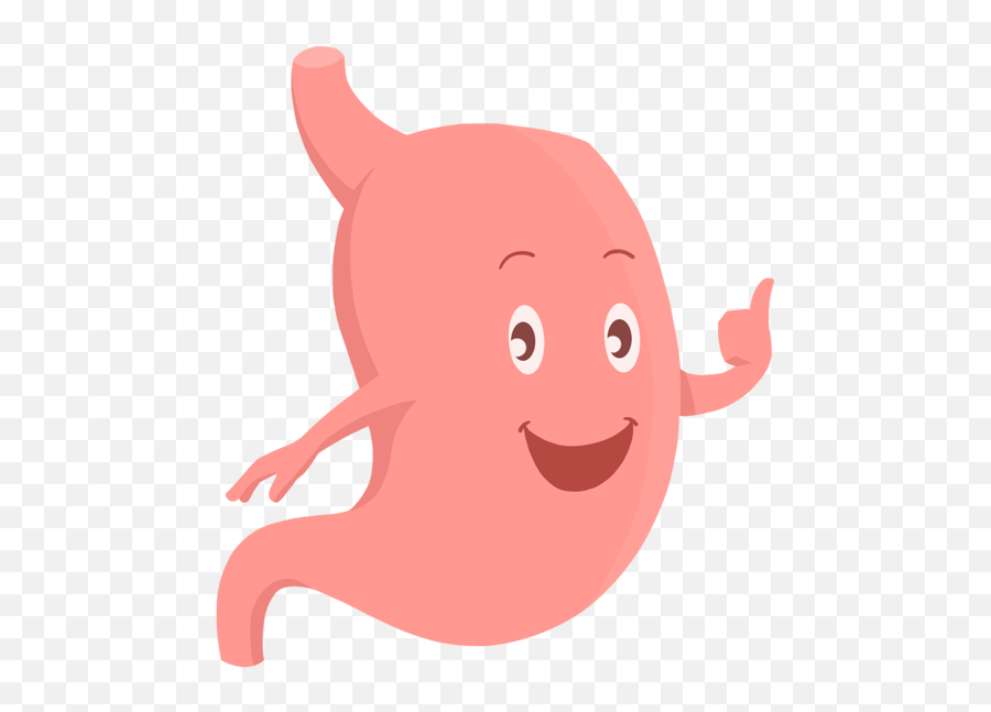 Fenulife - Healthy Happy Stomach Png,Stomach Png