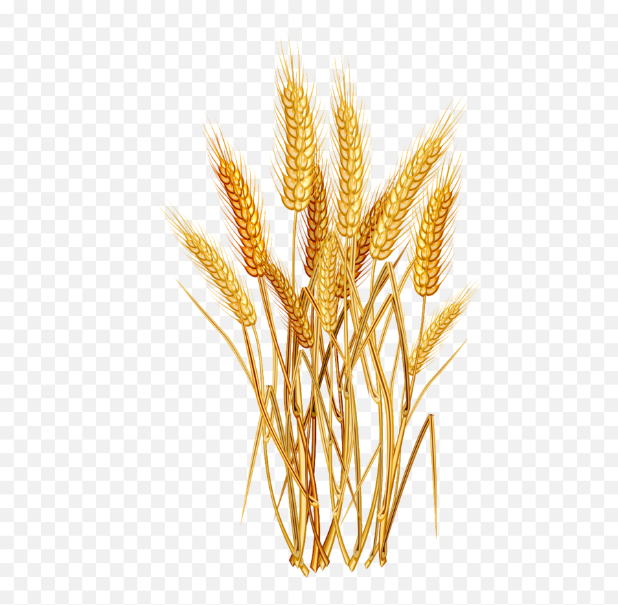 Clipart Tree Wheat Transparent Free For - Wheat Plant Png,Wheat Png