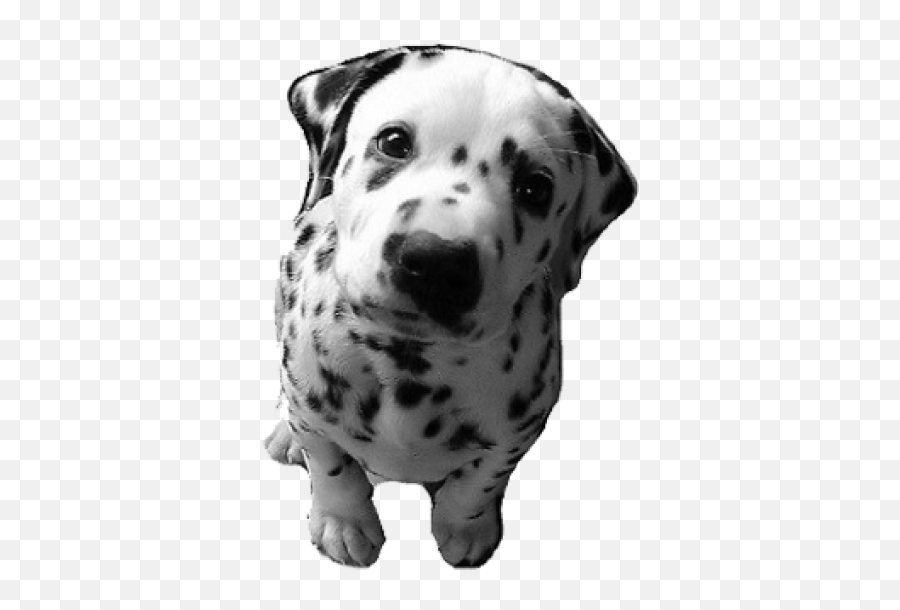 Dalmatian Puppy Png - Photo 495 Free Png Download Image Dalmatian Puppy Dog Eyes,Puppies Png
