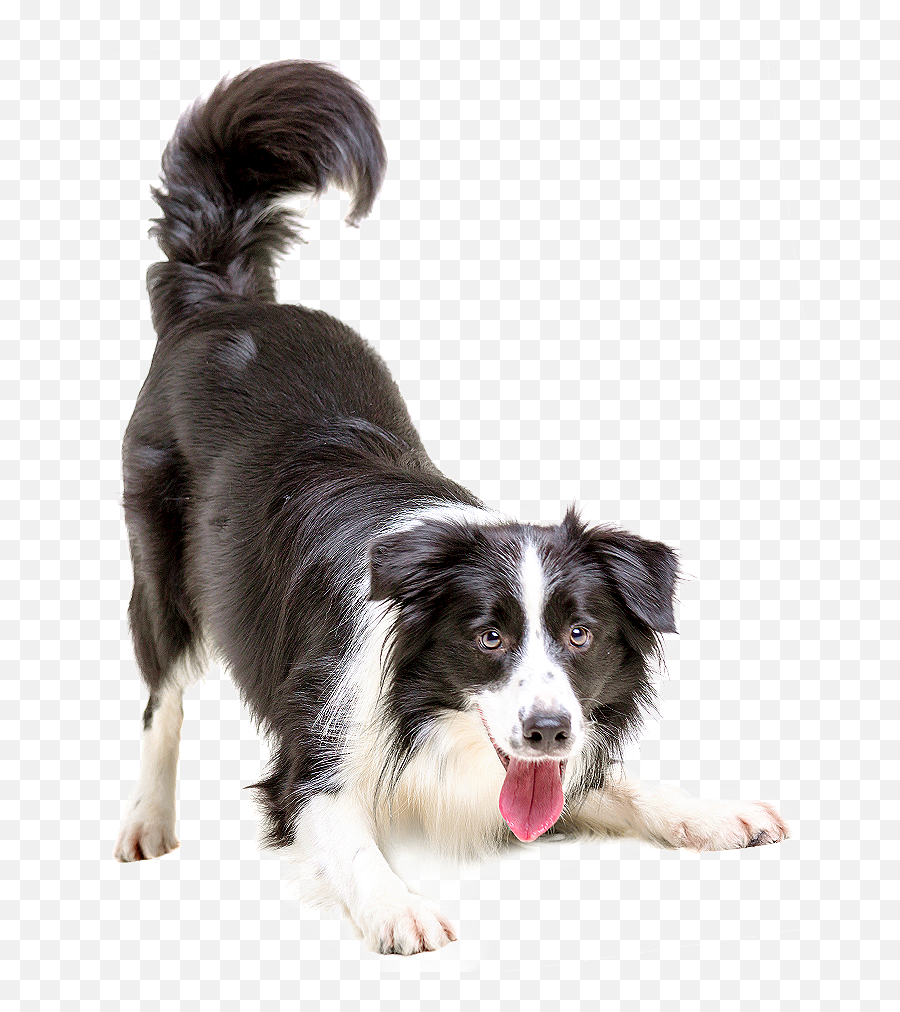 Border Collie Puppy Cat Pet Veterinarian - Dogs Png Download Dog Transparent Background Png,Veterinarian Png