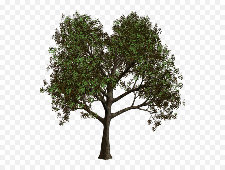 Forest Tree Png Clipart - Transparent Background Forest Tree Png,Transparent Forest