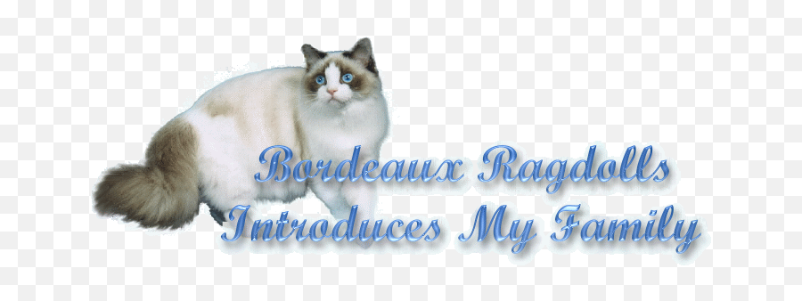 Bordeaux Ragdoll Cats - Photo Caption Png,Ragdoll Logos