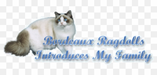 Bordeaux Ragdoll Cats - Photo Caption Png,Ragdoll Logos