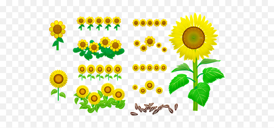 300 Free Sunflower U0026 Flower Illustrations - Pixabay Fresh Png,Transparent Sunflowers