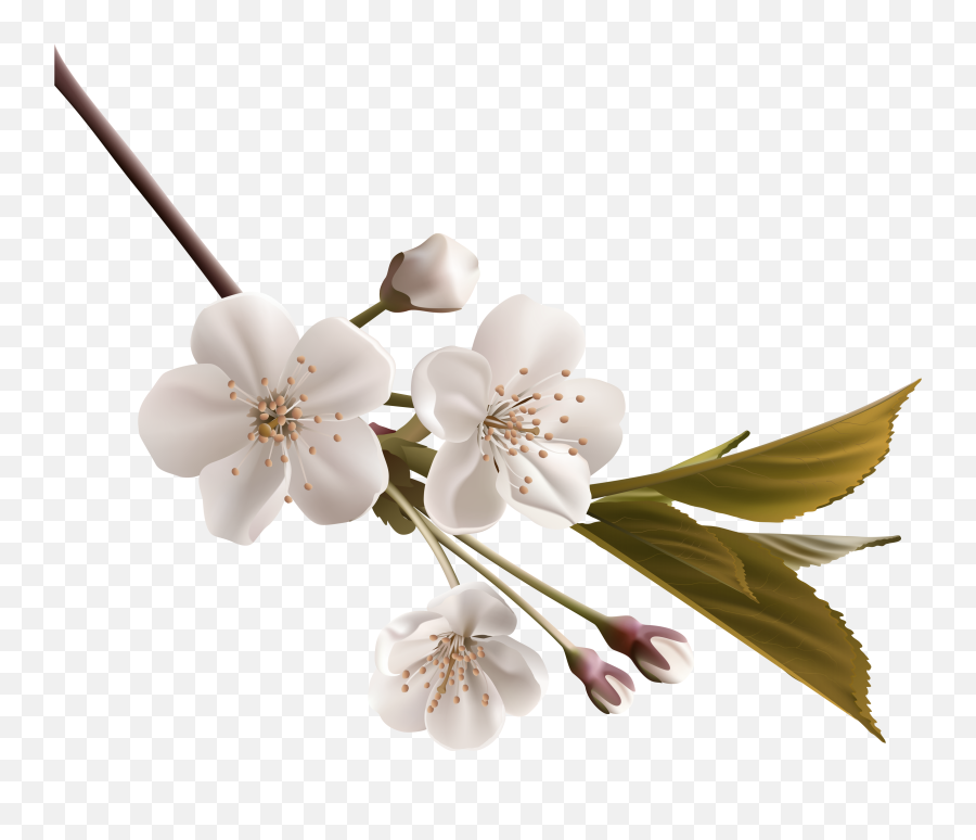 Tree Branch Clipart Png - Cherry Blossom White Png Transparent Orange Blossom Png,Cherry Blossom Branch Png