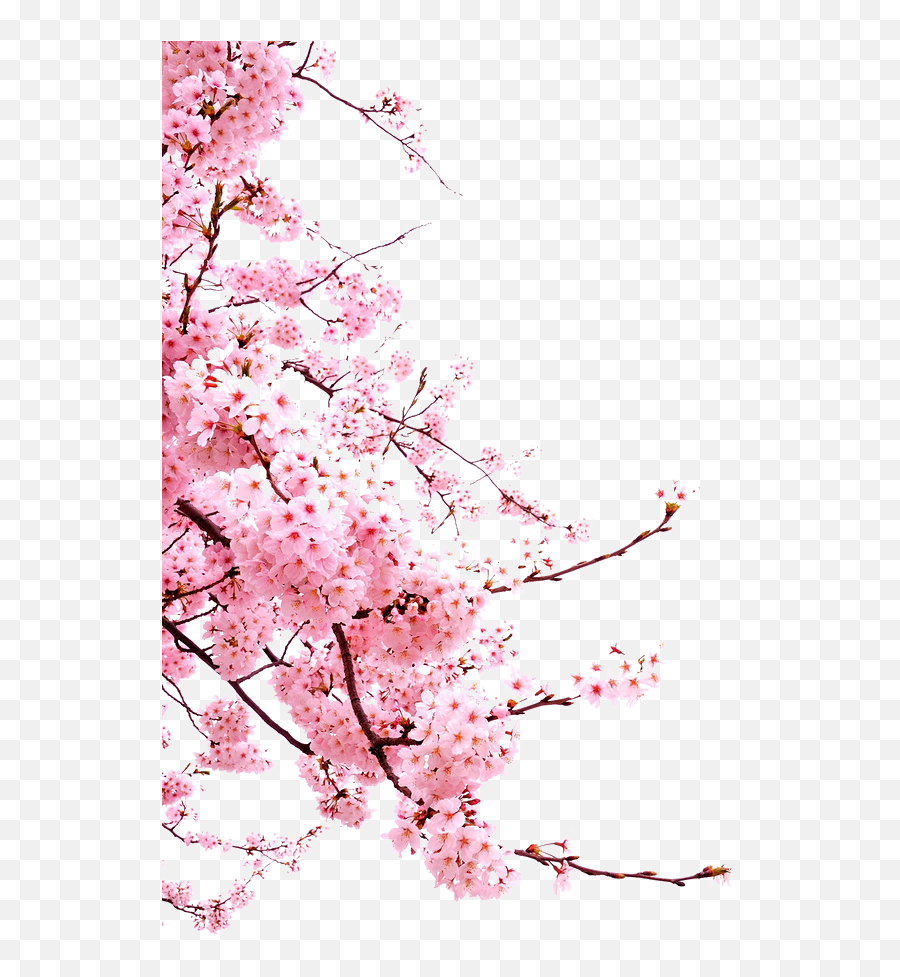 Bunga - Japanese Cherry Blossom Png,Japanese Cherry Blossom Png