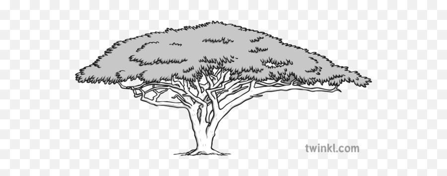 Acacia Tree Black And White 3 - Lovely Png,Acacia Tree Icon
