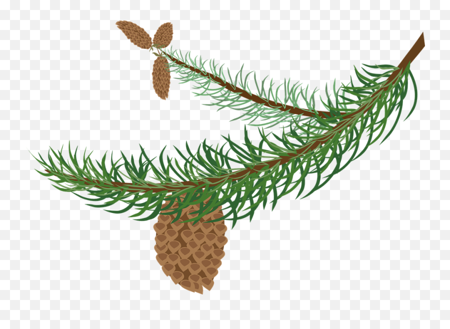 Branch Cones Fir - Winter Branches Clip Art Png,Pine Branch Png