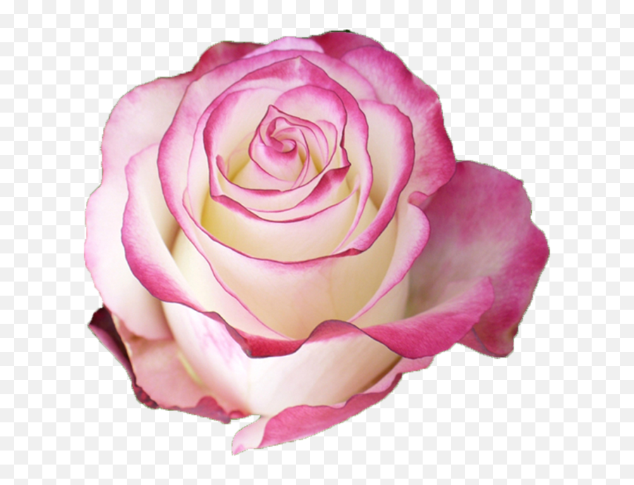 Sweetness - Pink Rose With White Petals Png,Red Rose Transparent