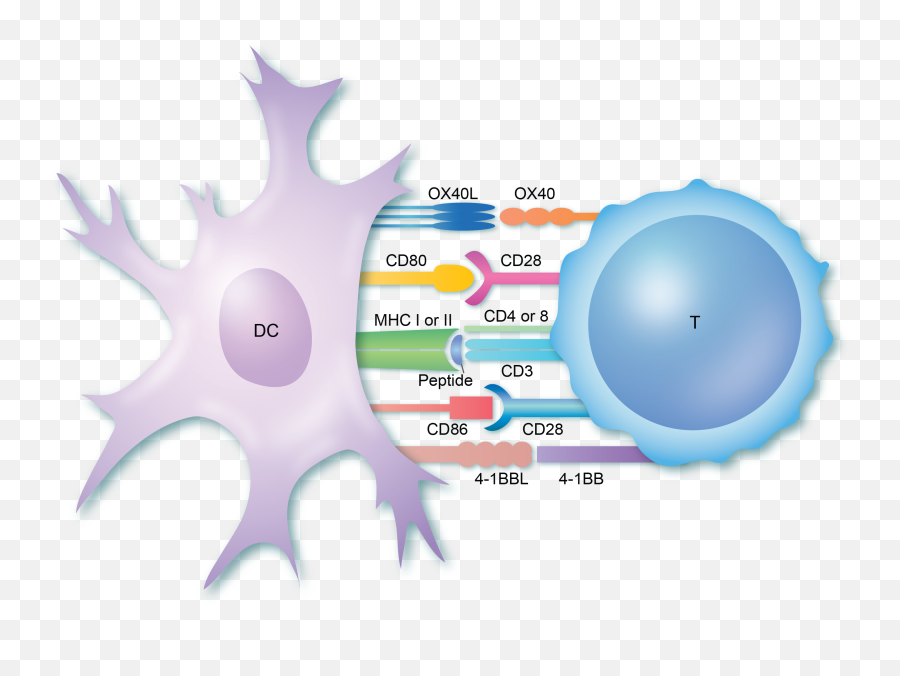 T - Cell Activation British Society For Immunology T Cell Activation Png,T&e Icon