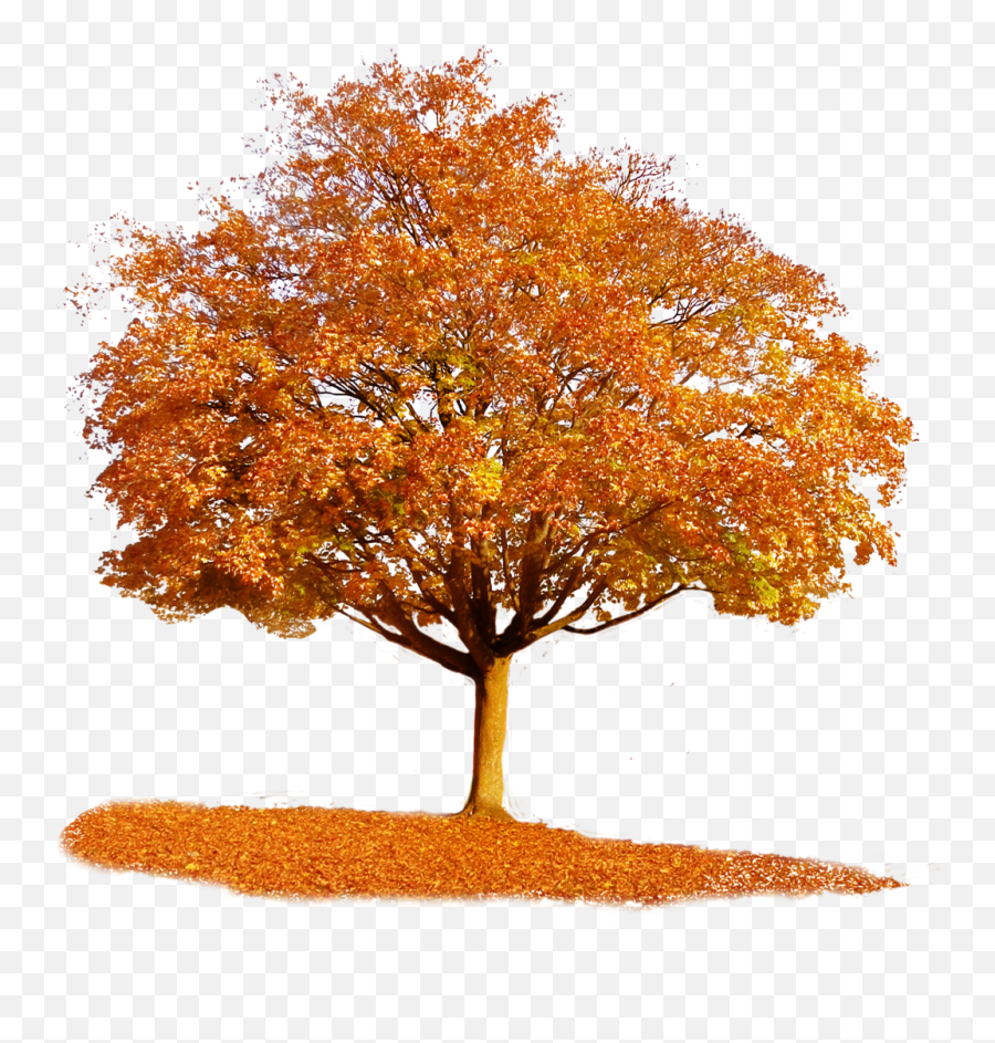 Fall Trees Transparent U0026 Png Clipart Free Download - Ywd Transparent Autumn Tree Png,Orange Tree Png