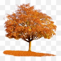 Fall Trees Transparent U0026 Png Clipart Free Download - Ywd Transparent Autumn Tree Png,Orange Tree Png