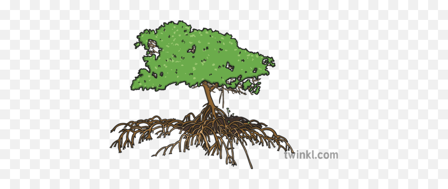 Mangrove Tree Illustration - Gambel Oak Png,Mangrove Png