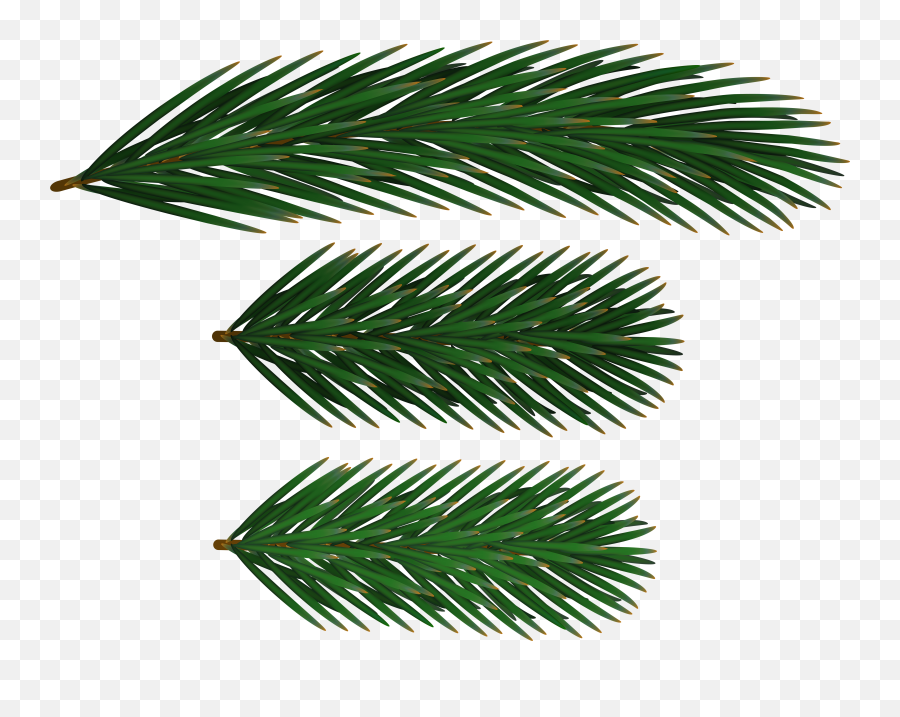 Pine Branches Png Clip Art Gallery Yop 1828587 - Png Clipart Pine Branch Silhouette,Evergreen Png