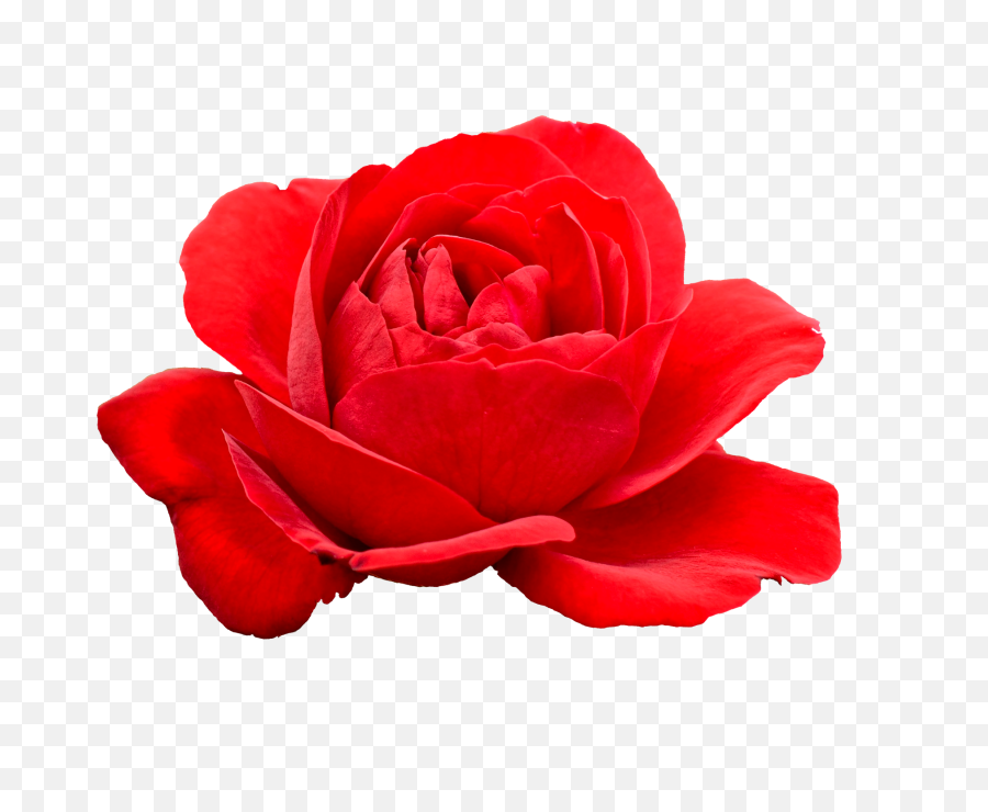 Rose Free Png Transparent Image And Clipart - Transparent Rose Flower Png,Red Rose Png