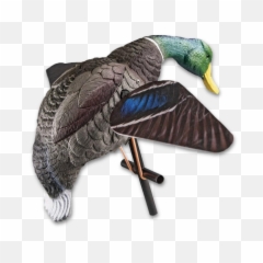 Download Duck Hunting Png Hd Pluspng - Mallard,Duck Hunt Png